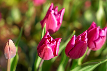 Red tulip growing in the park in spring. spring background 