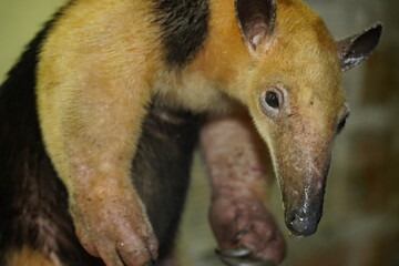 Scared young Tamandua tetradactyla. The wild anteater broke into a property at night and was placed...