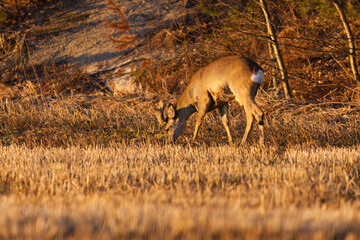 Obraz na płótnie Canvas Roe deer (Capreolus capreolus) male feeding in the field in spring.