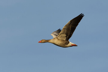 Greylag goose or graylag goose (Anser anser) flying in the sky in spring