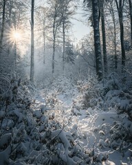 Scenic winter landscape featuring trees and bushes blanketed in a coating of pristine snow