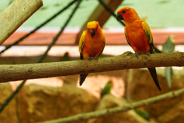 Colorful parrots sitting on a branch.