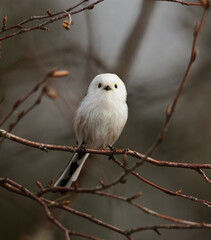 Cute long-tailed tit (Aegithalos caudatus) sitting on a branch in the forest in spring. © Henri