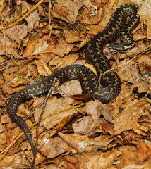 Common European adder or common European viper (Vipera berus) basking in spring.
