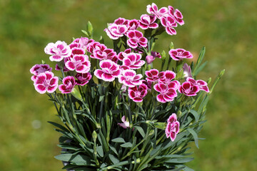 Closeup of flowers of Dianthus caryophyllus 'Pink Kisses' in a faded green Dutch garden. Spring,...