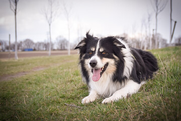 Fototapeta premium Border collie is laying in the forest. He is so funny and he looks more cute.