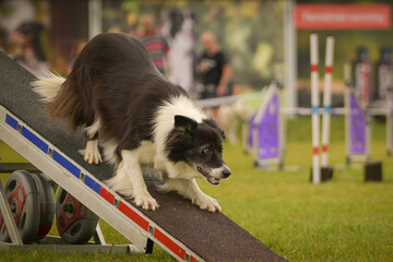 Dog is running on agility see-saw. She is so incredible dog on agility.