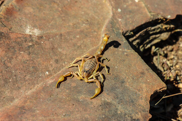 skorpion in andalusien