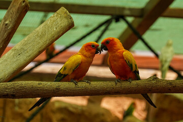 Two colourful parrots perched on a branch.