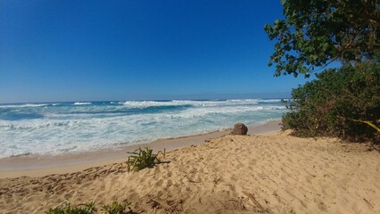 Tranquil sandy beach scene featuring lush vegetation and turquoise waters