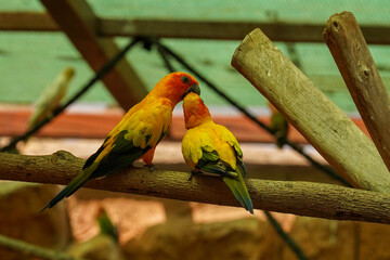 Two colourful parrots perched on a branch, rear view.