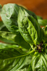 Raw Green Organic Thai Holy Basil