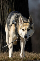 Naklejka na ściany i meble Husky dog in a harness and leash looking forward