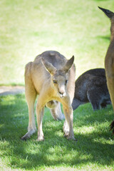 Australian kangaroo is in the zoo habitat near to the fence. They have beautiful place for living.