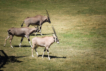 Antelope is going in the grass in the zoo near to the fence. They have not place for living.