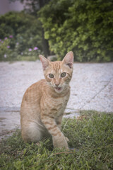 cat in the hotel resort. Cute animal life wild and free near people in island.
