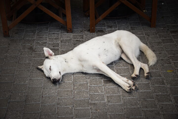 Dog in the hotel resort. Cute animal life wild and free near people in island.