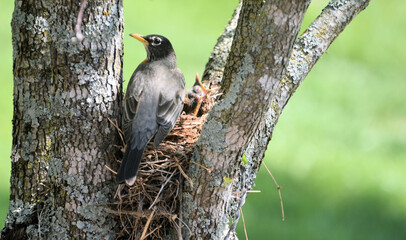 Watchful mother and baby
