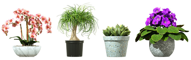 Realistic minimal houseplant pots indoor cutout on transparent backgrounds 3d rendering png