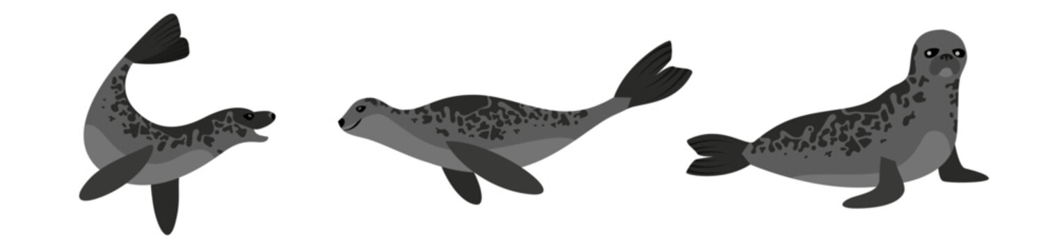 Vector illustration of seals in different positions. Isolated on a white background. North pole, cold water and deep blue sea.