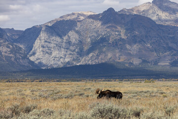 Bull Moose During the Rut in Autumn in Wyoming