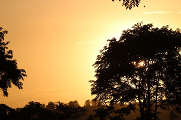 Atardecer anaranjado en la sabana entre árboles y pájaro volando