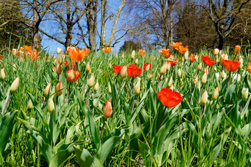 spring meadow full of gorgeous sunlit red tulips on fine April day on Flower Island of Mainau in Germany	