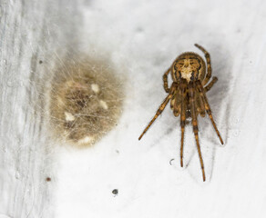 Lace web spider, Amaurobius similis, on a UK house interior wall