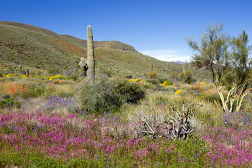 2023 super bloom of native wildflowers at Theodore Roosevelt Lake in Tonto National Forest - obrazy, fototapety, plakaty