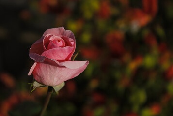 Rose bud with blurred background, base for texts and folder. Locality with a square and several flowerbeds with rose bushes of all colors.