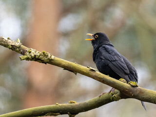 Amsel