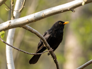Amsel