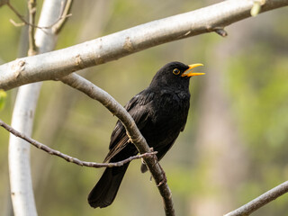 Amsel