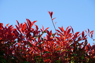 Photinia x fraseri Red Robin compact shrub that can grow into a tree