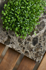 Top view of a microgreens sprouts. Vegan micro radish greens shoots. Growing healthy eating concept. Sproute eco soil substrate, microgreens.