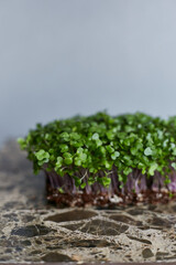 Closeup image of a microgreens sprouts isolated on grey background. Vegan micro radish greens shoots. Growing healthy eating concept. Sproute eco soil substrate, microgreens.