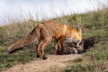 Red fox Vulpes vulpes in the wild. Fox with cub