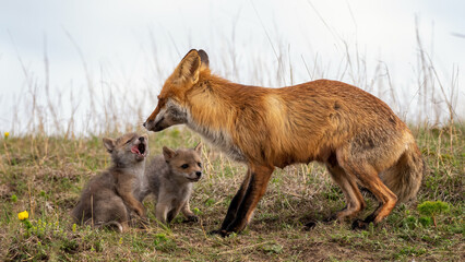 Red fox Vulpes vulpes in the wild. Fox with cub