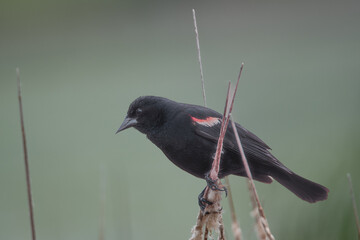 blackbird  perched on a branch in the wetlands