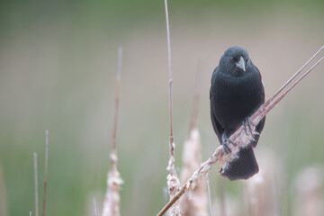 blackbird on a branch in the wetlands