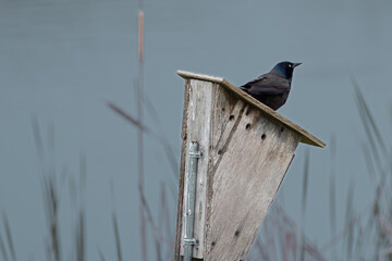 blackbird sitting on top of bird house in wetlands