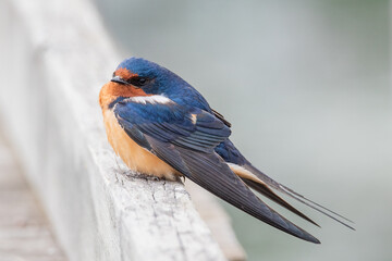close up of blue and orange swallow sitting on white fence