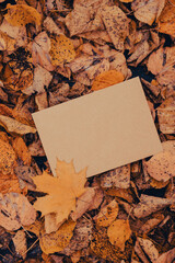 Empty earth tones envelope mock up around Colorful falling autumn leaves. Template card. Golden tree leaves. Beautiful tree with yellow leaves in autumn forest. Path littered with autumn leaves