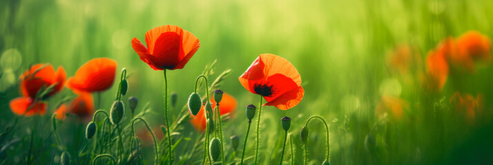 Colorful spring summer landscape with red poppy flowers in meadow. Generative AI. 