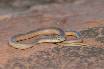Short-snouted Grass Snake (Psammophis brevirostris)
