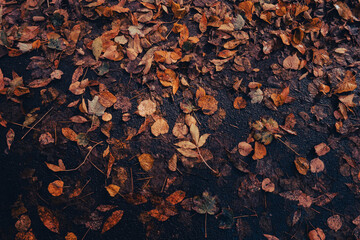 Colorful falling autumn leaves pattern background. View through the autumn foliage in park forest. Golden tree leaves. Beautiful tree with yellow leaves in autumn forest. Path littered with autumn