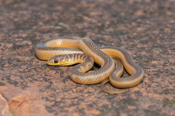 Short-snouted Grass Snake (Psammophis brevirostris)
