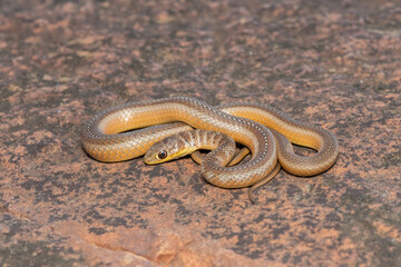 Short-snouted Grass Snake (Psammophis brevirostris)