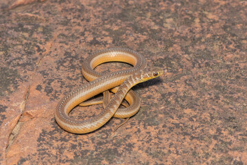 Short-snouted Grass Snake (Psammophis brevirostris)