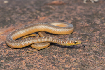 Short-snouted Grass Snake (Psammophis brevirostris)